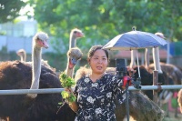 全村嘲笑他养怪鸟！大叔坚持15年驯化鸵鸟当宠物，如今靠直播年入百万