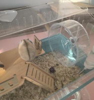 仓鼠笼子里应该放些什么？如何打造适合仓鼠的生活环境？