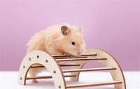 小仓鼠该怎么养，需要注意哪些？