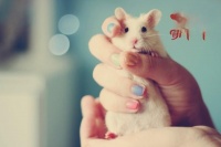 老公公仓鼠怎么养？ 如何饲养老公公仓鼠？