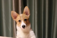 宫菱、小米、范罗士宠物净化器哪款好？三大爆款评，教你怎么选！