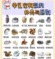 养仓鼠时哪些品种比较可爱？推荐理由是什么？