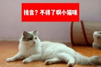 猫咪为什么不吃猫罐头？解决挑食小猫！美味主食罐推荐！