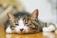 宠物猫主食猫罐头怎么吃