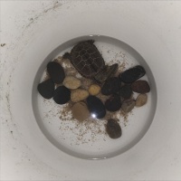 乌龟冬眠常用的七种方法，看看你的乌龟更适合哪种？