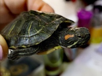 龟苗肺炎怎么治