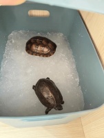 乌龟“睡神”养成记：你家龟龟的睡眠密码你懂吗？