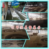 活体宠物鱼活体活鱼苗金鲤鱼***鱼黑色丹顶锦鲤 昭和三色苗价格