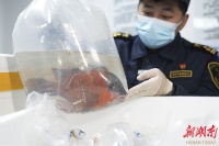 非洲观赏鱼首次“游”进湖南