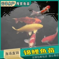 冷水观赏鱼 昭和锦鲤鱼苗规格 全国发货 活体运输