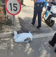 跑腿小哥送鳄鱼，半路竟然活了！活体运输违法吗？