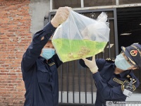 钦州首次进口热带观赏鱼 它们从马来西亚“游”来