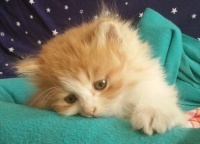 宠物托运联系电话