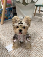 杭州热门宠物购买渠道大揭秘：比熊、马尔济斯等多品种选购平台推荐