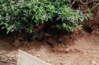 哈尔滨发现上百斤巨蟒，吃光三四千斤鱼，抽干一塘水才将其抓住