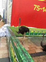 百鸟展览出租萌宠动物展览出租