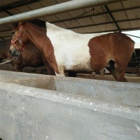 哪里有租赁动物的 近距离观赏萌宠 提供萌宠出租 养殖场