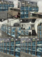 天津哪里有美短起司猫卖?这里性价比高还能亲临现场挑选宠物【官方店铺】