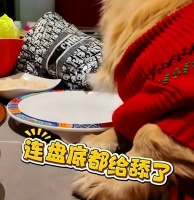 北京一女子就餐带宠物狗舔盘子，餐厅回应：已给当日顾客退款且一倍赔付，会追究狗主人法律责任