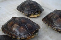 乌龟饲养小知识：安南龟如何养？