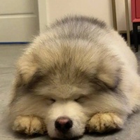 狗狗减肥难？低脂肪狗粮安排：减脂还能保肌肉