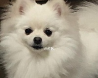 博美吃了很多狗粮，该如何应对（宠物的饮食习惯需注意）