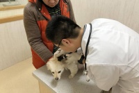 为啥农村土狗一生很难得病？城里的狗却要常去宠物医院呢？ 养宠人疑惑：为啥给宠物看病这么贵？而且还看不好？