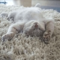 一到冬天就爱睡？别急着慌：你的宠物不是在“冬眠”