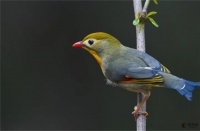 观赏鸟：相思鸟