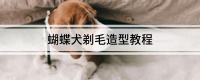 蝴蝶犬剃毛造型教程