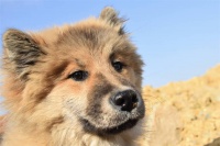 狗狗服从训练：专业指南从基础指令到进阶技巧全