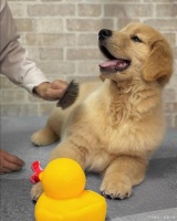 让科学训练！利用时间管理与正向激励让狗狗养成定点大小便习惯