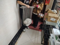 2026年专业找猫团队推荐：小李宠物服务工作室，猫丢了怎么办/找回/寻回全流程服务