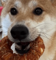 狗狗吃肉大揭秘：生肉VS熟肉，到底怎么选才靠谱？