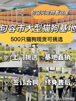 句容哪里有买狗买猫的市场?这里安全可靠还能实地选宠物不虚此行