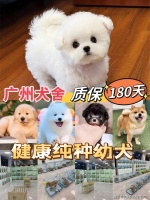 广州买柯基犬哪里有实体店？广州这里是优质选柯基犬地，宠物界的天堂！