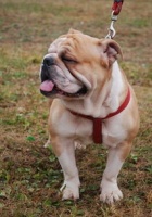 宠物繁殖：狗狗人工授精全解析