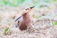 当年轻人爱上“追鸟”