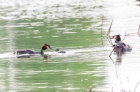 凤头鸊鷉的育雏行为堪称自然界中最有爱的亲子互动之一