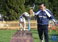 与宠物一起享受户外美好时光