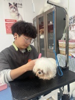 热议宠物美容培训哪些靠谱，为你筛选优质机构