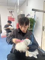 深聊宠物美容课程与学校怎么选择，靠谱专业品牌有哪些