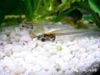 玻璃猫鱼繁殖技巧，宠物爱好者必学！