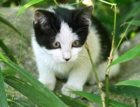 猫丢了会自己回来吗