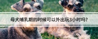母犬哺乳期的时候可以外出玩3小时吗？