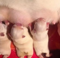 狗狗哺乳期吃什么促进泌乳