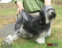 罗秦犬好养吗？罗秦犬饲养方法