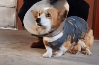 本该是宠物的柯基犬，却沦为了流浪狗，哪怕瘤子破了、感染了也只能流浪着