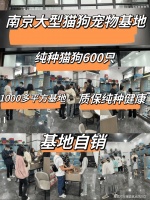 南京买柯基犬去哪里买比较好？南京这里是选购柯基犬的更好去处