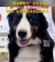 广东一公司狗狗走失，悬赏60万寻狗！公司负责人：赏金一定兑现！